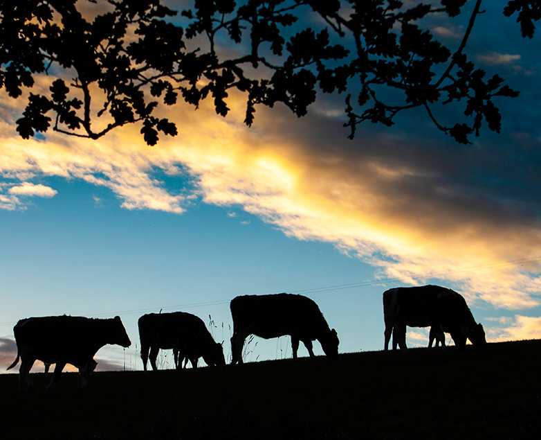 cows-sunset