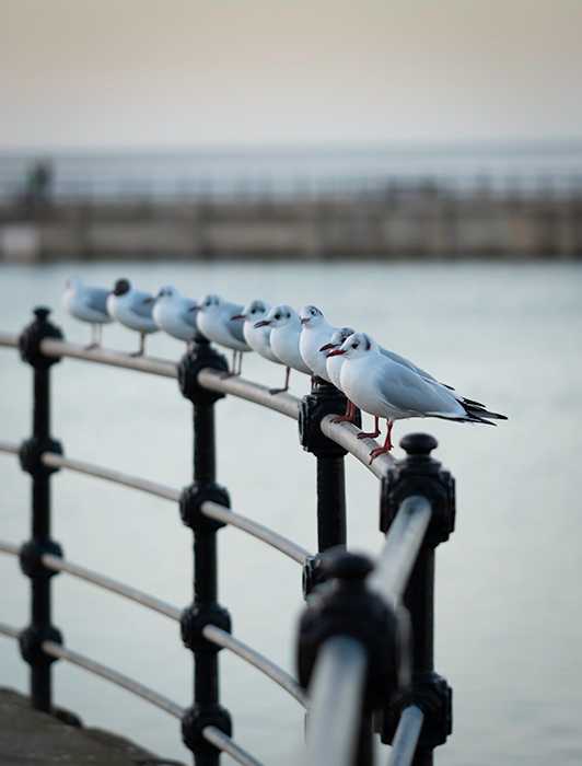 seagulls on rail