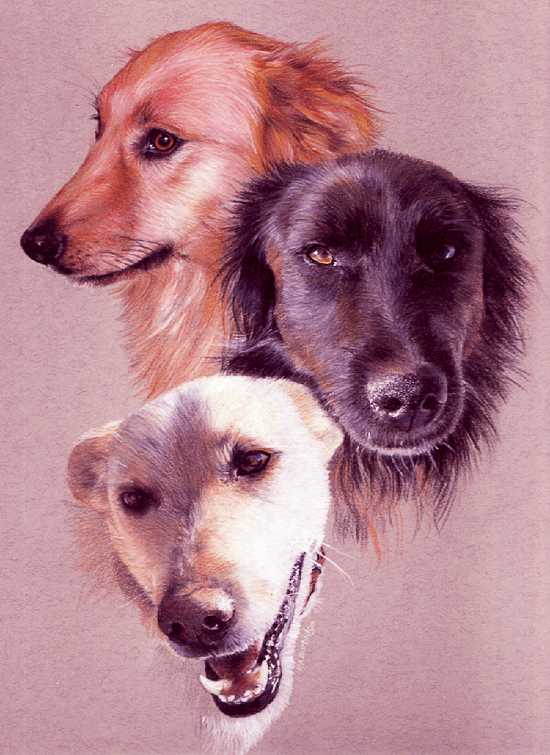 3 dogs